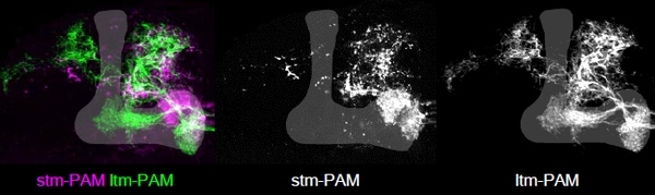 報酬短期記憶を誘導するPAM細胞群（stm-PAM 左図マゼンダ 中図）と長期記憶を誘導するPAM細胞群（ltm-PAM 左図緑 右図）。各図白の影はキノコ体の位置（東北大学の発表資料より）