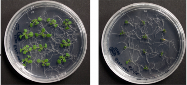 左の写真は、通常の培地で育てたシロイヌナズナ。右の写真は、高圧浸透培地で育てたシロイヌナズナ。水不足を模倣できる高浸透圧条件では、地上部の成長が抑制されている（大阪大学の発表資料より）