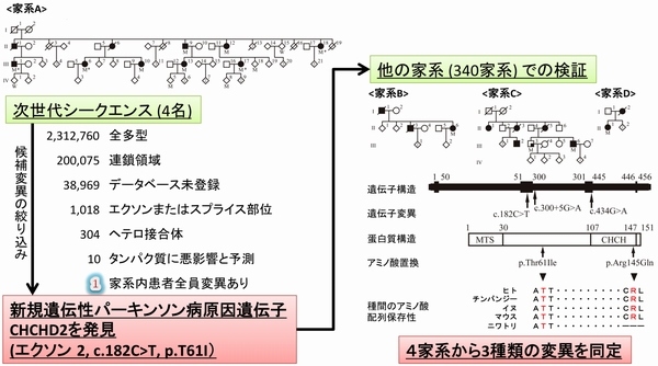 遺伝性パーキンソン病家系の遺伝子解析の結果を示す図（順天堂大学の発表資料より）