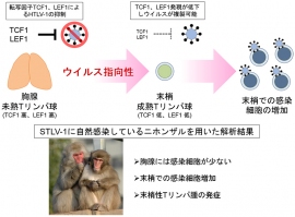 TCF1、LEF1とHTLV-1感染の関連を示す図（京都大学の発表資料より）