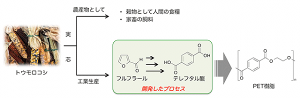 バイオマスからPET樹脂までの合成ルートを示す図（群馬大学の発表資料より）