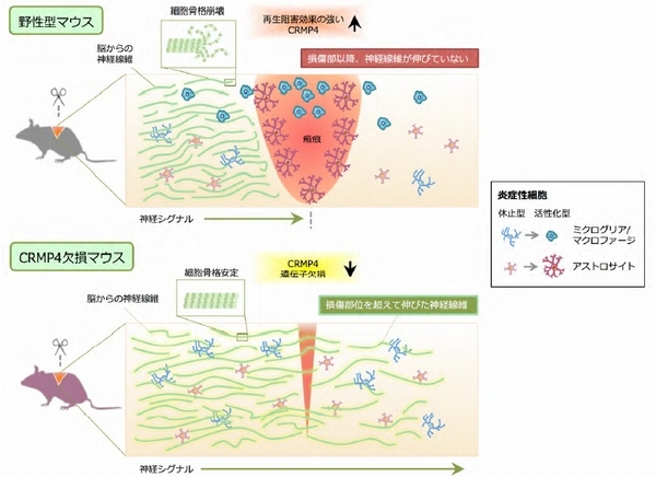 早稲田大学の大島登志男教授らによる研究グループは、細胞骨格を制御するタンパク質CRMP4を抑制することで、神経再生を阻害するいくつかの因子を同等にブロックできることを明らかにした（写真：同大学の発表資料より）