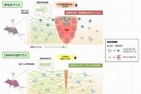 早稲田大学の大島登志男教授らによる研究グループは、細胞骨格を制御するタンパク質CRMP4を抑制することで、神経再生を阻害するいくつかの因子を同等にブロックできることを明らかにした（写真：同大学の発表資料より）