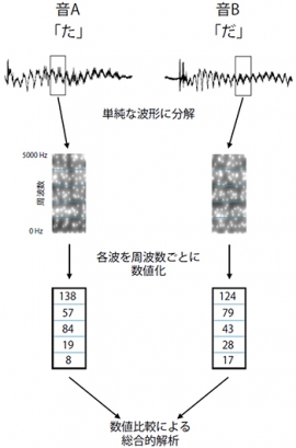 今回の研究で使用された音声認識アルゴリズムの概念図（理化学研究所の発表資料より）