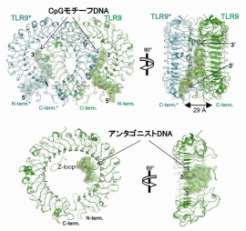 TLR9の結合様式を示す図。（上）CpGモチーフを有するDNA配列とTLR9との結合様式。（下図）アンタゴニストDNA配列とTLR9との結合様式（東京大学などの発表資料より）