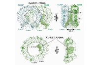 TLR9の結合様式を示す図。（上）CpGモチーフを有するDNA配列とTLR9との結合様式。（下図）アンタゴニストDNA配列とTLR9との結合様式（東京大学などの発表資料より）