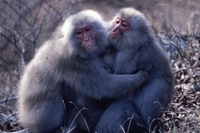写真左：金華山のニホンザルの対面抱擁、写真右：屋久島のニホンザルの体側抱擁（京都大学の発表資料より）