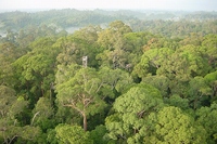 森林総合研究所が調査を行ったランビルヒルズ国立公園の熱帯雨林（森林総合研究所の発表資料より）