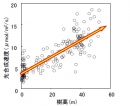 樹高と光合成能力の関係を示す図。矢印のように、樹種に関係なく樹高が高くなると光合成速度が直線的に上昇する（森林総合研究所の発表資料より）