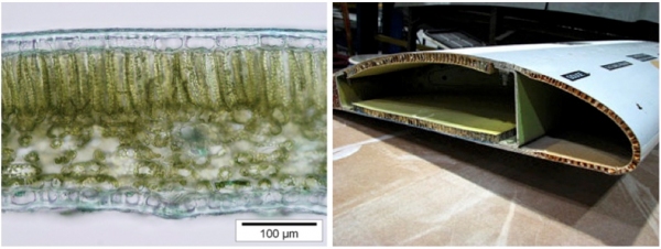 葉（左）と飛行機翼（右）の断面構造（右はAdem Rudin氏提供）（京都大学の発表資料より）