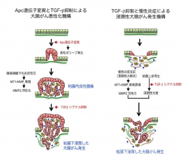 Apc 遺伝子変異とTGF-β抑制による大腸がん悪性化機構（左）と、TGF-β抑制と慢性炎症による浸潤性大腸がん発生機構（右）を示す図(金沢大学がん進展制御研究所の発表資料より)