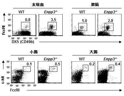 正常マウスとE-NPP3欠損マウスの好塩基球とマスト細胞数を示す図。E-NPP3欠損マウスで、好塩基球とマスト細胞数の増加が認められた（大阪大学と科学技術振興機構の発表資料より）