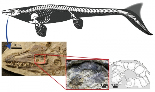 モササウルス類の全身骨格図と頭部、眼の部分（写真とスケッチ）の拡大図。全身骨格図はLindgren et al. (2010)を引用。眼があった場所には、鞏膜輪が化石化して残っている（東京大学の発表資料より）