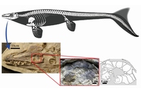 モササウルス類の全身骨格図と頭部、眼の部分（写真とスケッチ）の拡大図。全身骨格図はLindgren et al. (2010)を引用。眼があった場所には、鞏膜輪が化石化して残っている（東京大学の発表資料より）