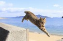 猫がジャンプする瞬間を収めた写真集『飛び猫』が発売された。