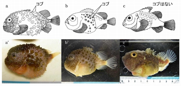 ダンゴウオ科魚類3種のスケッチ（a～c）と写真（a’～c’）。a、a’：コンペイトウ（全身が密にコブに覆われ，第一背鰭は埋没する）。b、b’：コブフウセンウオ（頭部にコブがなく、体の側面の一部にコブがある。皮膚は滑らか）。c、c’：ナメフウセンウオ（コブはない。皮膚はなめらか）。スケッチはUeno（1970）より改変。写真は野外採集サンプルを撮影したもの（北海道大学の発表資料より）