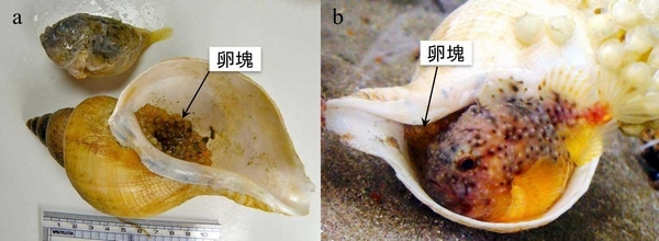 a) 巻貝の殻と卵塊及び卵を保護していたコブフウセンウオ。巻貝の中にはびっしりと卵塊が詰まっている。b) 水槽内で卵の世話をするコブフウセンウオ。殻の入口付近に吸盤で張り付き、口や鰭を使って卵に新鮮な水を送っている（北海道大学の発表資料より）