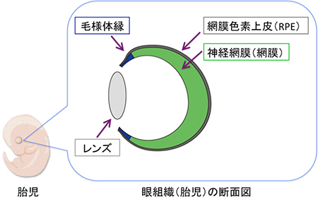 胎児期の網膜における毛様体縁の概要を示す図。緑：神経網膜（網膜）、灰：網膜色素上皮（RPE）、青：毛様体縁。毛様体縁は、神経網膜とRPEの境界領域に存在する。ヒトの毛様体縁の役割は、ほとんど分かっていなかった（理化学研究所の発表資料より）