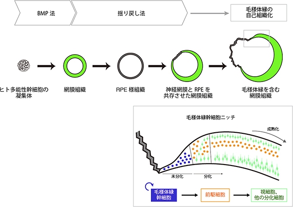 今回の研究成果をまとめた図。今回の研究では、BMP法という、ヒトES細胞から網膜組織への安定的な分化誘導法を開発した。次に、揺り戻し法という、網膜組織を出発材料として、神経網膜とRPEを共存させた複合網膜組織を形成させる手法を確立した。この複合網膜組織では、自己組織化により、毛様体縁が形成されることを見いだした。形成された複合網膜組織では、毛様体縁が幹細胞ニッチとして機能して、網膜の成長に貢献することが分かった（理化学研究所の発表資料より）