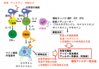 アレルギー炎症の発症メカニズムの概要を示す図（千葉大学などの発表資料より）