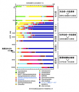 マリアナ海溝チャレンジャー海淵上の微生物群集構造を示す図。中深層から深海層ではアンモニア酸化アーキアを初めとする炭素固定能を有す系統群が優占するが、超深海・海溝水塊では、従属栄養系統群（Bacteroidetes、SAR406、Gammaproteobacteria）が優占する（海洋研究開発機構などの発表資料より）