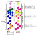 マリアナ海溝チャレンジャー海淵上における硝化菌（アンモニア酸化菌・亜硝酸酸化菌）群集の組成変化を示す図（海洋研究開発機構などの発表資料より）