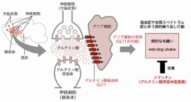 東京医科歯科大学の田中光一教授・相田知海助教らによる研究グループは、脳のグリア細胞の機能異常が強迫症や自閉スペクトラム症で見られる繰り返し行動に似た行動異常を引き起こすことを明らかにした（写真：同大学の発表資料より）