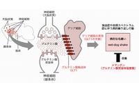 東京医科歯科大学の田中光一教授・相田知海助教らによる研究グループは、脳のグリア細胞の機能異常が強迫症や自閉スペクトラム症で見られる繰り返し行動に似た行動異常を引き起こすことを明らかにした（写真：同大学の発表資料より）