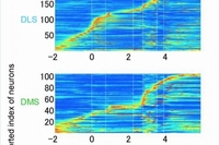 背外側線条体、背内側線条体、腹側線条体は、異なる課題のフェーズで活動を示した。図の縦軸は、個々の神経細胞の個別番号を表し、それぞれの神経細胞の活動の大きさを赤色や黄色で示している。課題開始前（フェーズ１）には、腹側線条体(VS)の多くの神経細胞が活動を上げた。選択実行時（フェーズ５）では、背内側線条体(DMS)の多くの神経細胞が活動を上げた。背外側線条体では、それぞれの神経細胞が、ラットが動いている様々なフェイズで短い活動を示した（沖縄科学技術大学院大学の発表資料より）