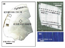 （a）オオジャコの殻の断面と殻から得られた年代値、(b)試料に供した切片（分析箇所を実践と点線で示した）、(c)ストロンチウムの濃度分布から得られた、日輪の様子。明るい緑色の細いバンドが濃度の高い層（夜間に成長した分）で、暗い青色の太いバンドが濃度の低い層（昼間に成長した分）を示す（東京大学と北海道大学の発表資料より）