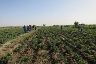 セネガルにおけるトマト栽培の様子（カゴメの発表資料より）