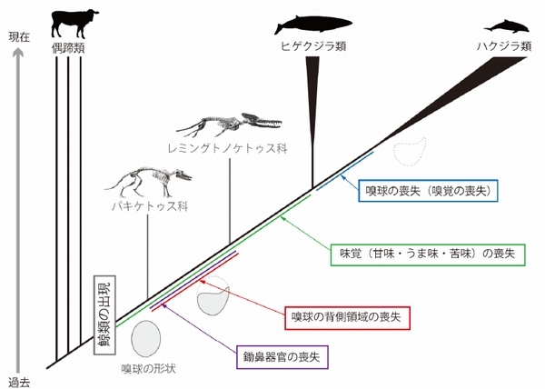 今回の研究結果を要約した図。Kishida et al. 2015を改変（京都大学の発表資料より）