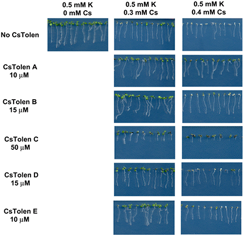 研究グループが選抜した5種類の化合物のセシウム耐性への寄与を示す写真。0.3mMセシウム培地では5種全てで、セシウムを取り込んだことによって起きる葉の白化現象が緩和されていることが分かる。特にCsTolen Aは、よりセシウム濃度の濃い0.4 ｍM培地においても葉が白くなる現象を抑え、根の生長阻害も抑制している（理化学研究所の発表資料より）