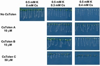 研究グループが選抜した5種類の化合物のセシウム耐性への寄与を示す写真。0.3mMセシウム培地では5種全てで、セシウムを取り込んだことによって起きる葉の白化現象が緩和されていることが分かる。特にCsTolen Aは、よりセシウム濃度の濃い0.4 ｍM培地においても葉が白くなる現象を抑え、根の生長阻害も抑制している（理化学研究所の発表資料より）