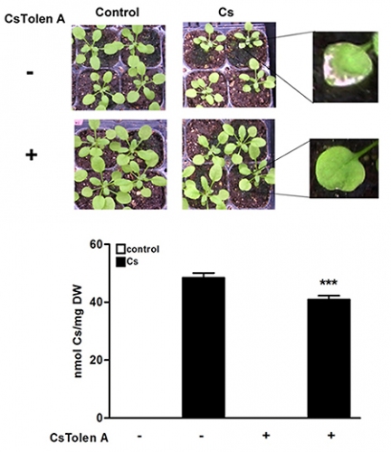 写真から、CsTolen A処理によりセシウムを取り込んだことによって起きる葉の白化現象が起こらなくなったことが分かる。グラフからも、植物におけるセシウムの蓄積量が有意に減ったことが分かる（理化学研究所の発表資料より）