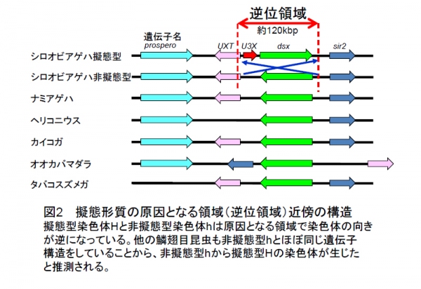 擬態形質の原因となる領域近傍の構造を示す図（東京大学の発表資料より）