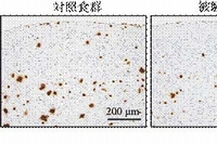 アルツハイマー病モデルマウスの脳内（大脳皮質）におけるAβ沈着を示す写真。被験食群では茶色のAβが減少している。右のグラフは脳内の可溶性Aβを測定したもので、やはり被験食群でAβ量が有意に減少している（東京大学などの発表資料より）