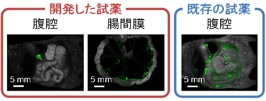 試薬の蛍光が観察された部分が緑色となっている。既存の活性検出試薬では腹腔全体で蛍光が観察されるが、開発した蛍光試薬ではがんのみにおいて蛍光が観察される（東京大学などの発表資料より）