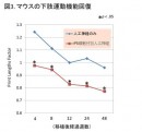 iPS細胞を付加した人工神経群と、人工神経のみを移植した群のマウスの下肢運動機能回復を示す図（大阪市立大学の発表資料より）