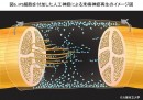 iPS細胞を付加した人工神経群による末梢神経再生のイメージ図（大阪市立大学の発表資料より）