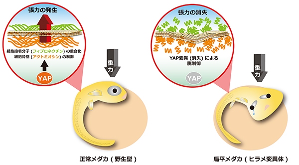 大規模スクリーニングによって単離された扁平メダカ hirame（ヒラメ）変異体（東京医科歯科大学の発表資料より）