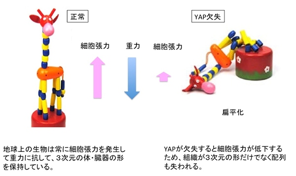 YAP変異（消失）が細胞張力低下によって体・臓器の扁平化を引き起こすイメージ図（東京医科歯科大学の発表資料より）