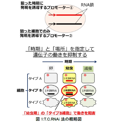 T.C.RNAi法の概略を示す図（九州大学の発表資料より）