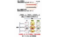 T.C.RNAi法の概略を示す図（九州大学の発表資料より）