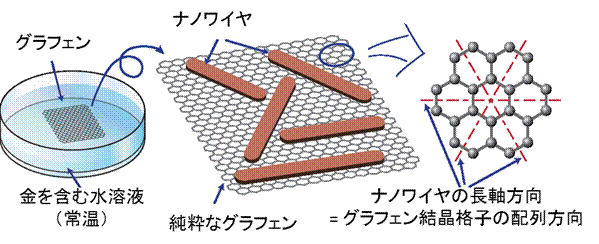 今回の研究の概要を示す図。金を含む水溶液中にグラフェンを浸し、常温で静置すると、グラフェン上にシアン化金が自発的に整列し、ナノワイヤが形成される。ナノワイヤはグラフェンの結晶構造に沿って約６０°ごとに並んでいる。グラフェンナノリボンも同じ向きに生成される（東京大学の発表資料より）