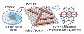 今回の研究の概要を示す図。金を含む水溶液中にグラフェンを浸し、常温で静置すると、グラフェン上にシアン化金が自発的に整列し、ナノワイヤが形成される。ナノワイヤはグラフェンの結晶構造に沿って約６０°ごとに並んでいる。グラフェンナノリボンも同じ向きに生成される（東京大学の発表資料より）