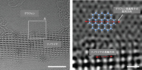 ナノワイヤの拡大像。（左）さらに高倍率の透過型電子顕微鏡で観察したグラフェン上のナノワイヤ。原子一つ一つが確認できる。（右）左図の白枠Aの拡大図。ナノワイヤの長軸方向がグラフェンの結晶格子の方向と一致していることが分かります。左図の白棒は3、右図の白棒は0.5nmm（東京大学の発表資料より）