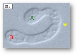 異なる性の細胞AとBが分泌した性フェロモンに反応して、それぞれ相手を求めて伸びて行き、＊のところで接触し、やがて融合する（大阪市立大学の発表資料より）