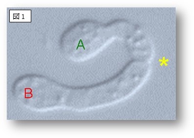 異なる性の細胞AとBが分泌した性フェロモンに反応して、それぞれ相手を求めて伸びて行き、＊のところで接触し、やがて融合する（大阪市立大学の発表資料より）