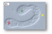 異なる性の細胞AとBが分泌した性フェロモンに反応して、それぞれ相手を求めて伸びて行き、＊のところで接触し、やがて融合する（大阪市立大学の発表資料より）